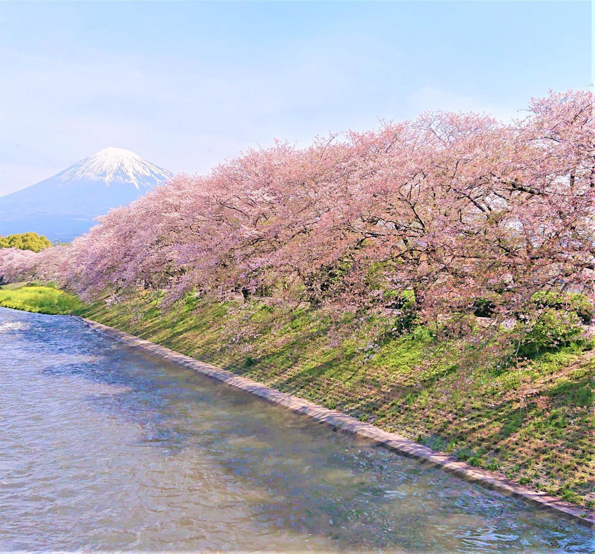 静冈酒店 外观 照片 The river in spring